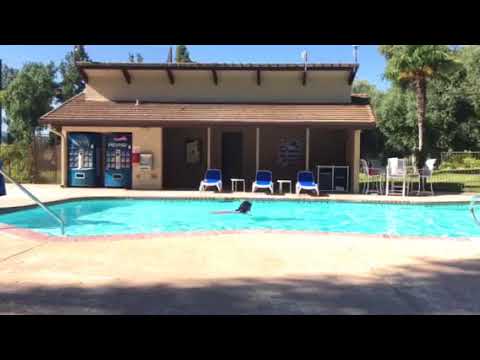 download lagu mp3 mp4 Siri Swimsuit, download lagu Siri Swimsuit gratis, unduh video klip Siri Swimsuit