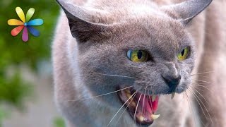 Как поймать котенка который боится людей