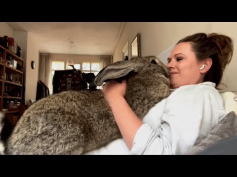 , title : 'Woman accuses her bunny of acting like a dog'
