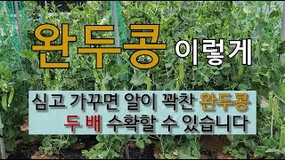 완두콩 이렇게 심고 가꾸면 알이 꽉찬 완두콩 두 배 수확할 수 있습니다. #완두콩 심고 가꾸기 #완두콩 심는…