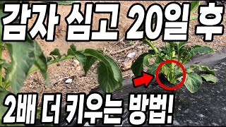 감자 심고 20일 후에 이것만 해줘도 감자 2배는 더 수확해요! 초보자도 감자농사 대박나는 방법