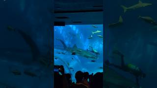 【沖縄旅2026年7月〜8月】【ショート】沖縄美ら海水族館に行ってみた！【なみよし旅】