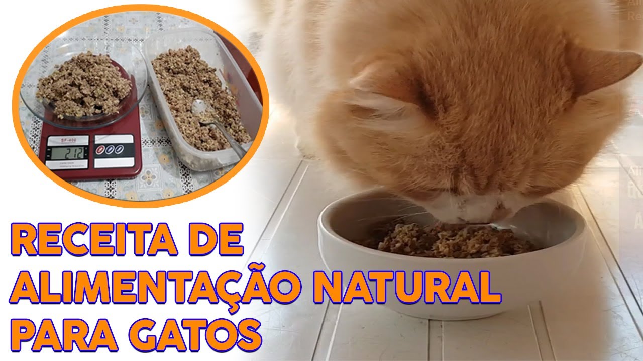 Alimentação Natural Para Gatos na Prática l Receita de Alimentação Natural Para Gatos Passo a Passo
