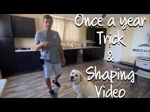 Learn how to train and fix tricks using Shaping.