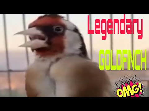Legendary Goldfinch Singing _ #Goldfinch Legendary Goldfinch Singing- #viralvideo