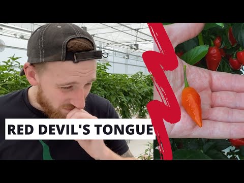 Nate eats a Red Devil's Tongue Pepper (300,000-500,000+ SHUs) and tears up!