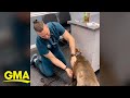 Veterinarian uses creative method to give dog shots l GMA
