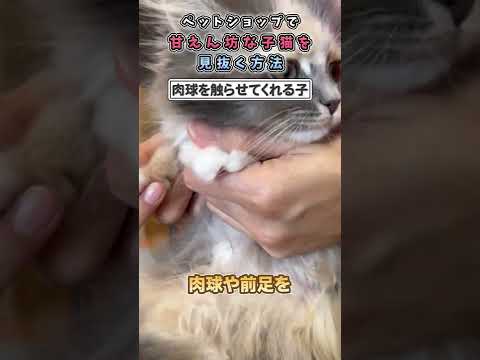 猫のアイコン