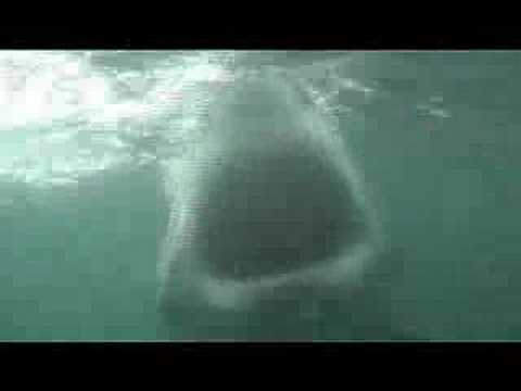 Weisser Hai, Gaansbai,Südafrika