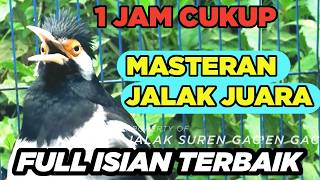 Download lagu Masteran Jalak Suren Kombinasi Suara Unik Gacor Full Isian Tembakan Mewah mp3