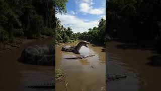 Download lagu giant snake attacks crocodile #uniquefacts #facts #facts #memes mp3