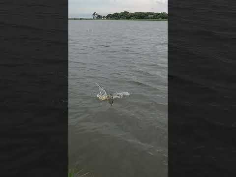 Pescaria de tucunaré na varinha é bom demais #pesca #pescaria #matogrossodosul #anaurilândia
