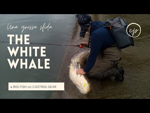 The White Whale -|- a BIG FISH! -|- Big Wels Catfish on Casting Gear