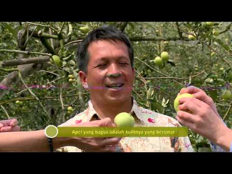 DR OZ INDONESIA 27 DESEMBER 2015 - Special Malang Part 2/5