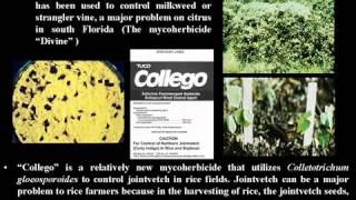 PPT for the lecture that was given by Dr  Ahmed  M  Abdelazeem on 5 4 2012