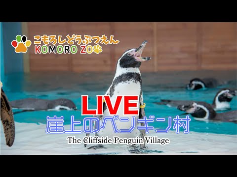 Komoro Zoo Penguin Village live camera