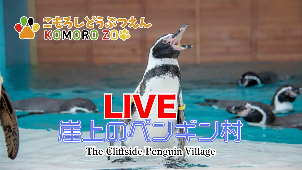 Komoro Zoo Penguin Village