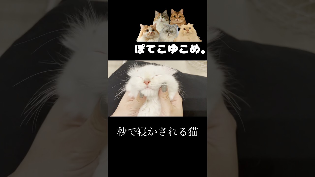 お顔マッサージで秒で落ちる子猫 #猫 #cat #cats