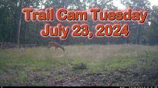 Trail Cam Tuesday   August 13, 2024