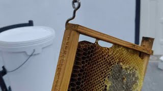 مباشر الجزائر تربية النحل