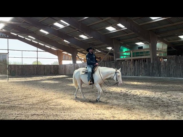 Caballo castrado Quarter Horse En venta 2021 Cremello por AR ROCK STAR