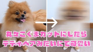 こぐまカットに挑戦！テディベアみたいになったポメラニアンが可愛すぎた！
