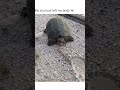 Jump Scare Of The Year Shorts Turtles Animals