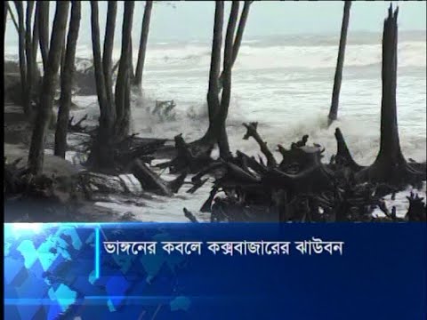 ভাঙ্গনের কবলে কক্সবাজারের ঝাউবন