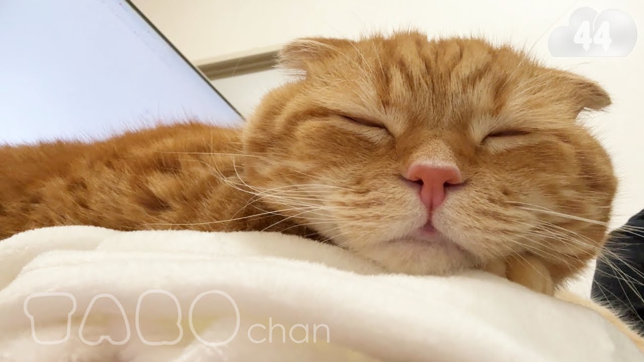 【たろちゃん#４４】天使＆癒し【猫】