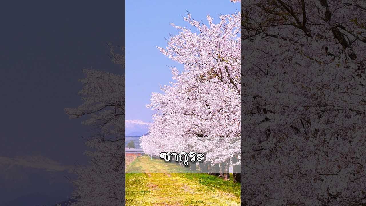 แจกแพลน 1 วัน เที่ยว Sendai แบบคุ้มสุด! #Sendai #PR