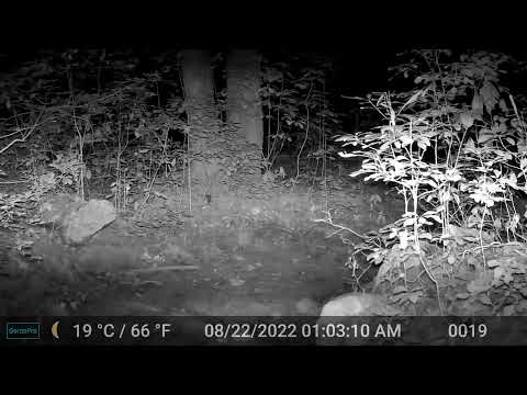 weasel climbs tree 20220826