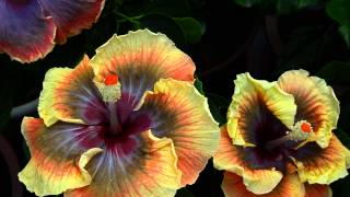 Taiwan Psychedelic Jazz，Taiwan Heartbeat