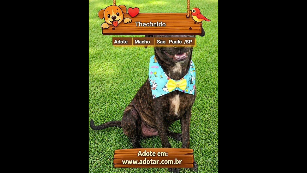 Cachorro raça SRD-ViraLata idade 2 a 6 meses nome Theobaldo 