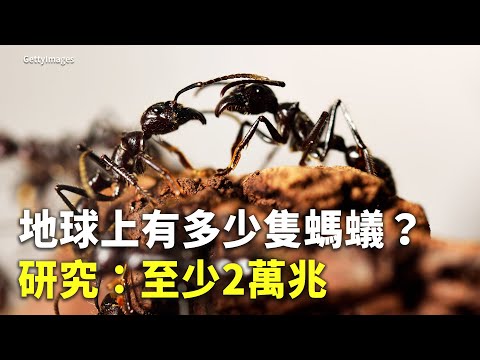 螞蟻數量