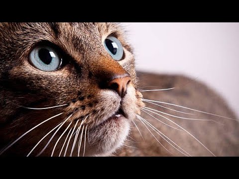 10 Hours of Cat Meowing Sound (Cat Distraction/noise)