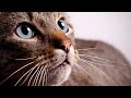 10 Hours Of Cat Meowing Sound Cat Distraction Noise