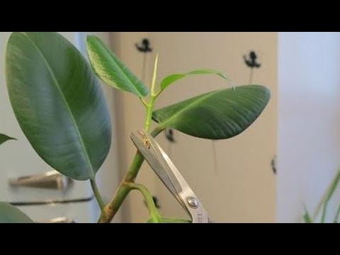 KAKO I KADA TREBA OREZATI FIKUS