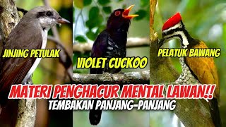 Download lagu 3 IN 1 ‼️ TEMBAKAN KASAR (SUARA JERNIH) JEDA RAPAT (JINJING PETULAK, VIOLET CUCKOO, PELATUK BAWANG) mp3 Download lagu 3 IN 1 ‼️ TEMBAKAN KASAR (SUARA JERNIH) JEDA RAPAT (JINJING PETULAK, VIOLET CUCKOO, PELATUK BAWANG) mp3