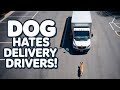 All Dogs Chasing Delivery Drivers Funny Compilation