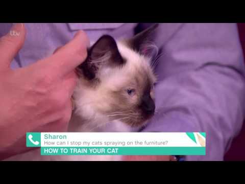 How Can I Stop My Cats Spraying on the Furniture? | This Morning