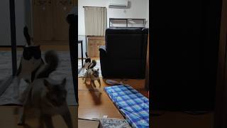 翻弄する猫 #shorts