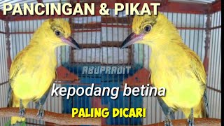 Download lagu Kepodang betina memanggil jantan AMPUH buat PIKAT dan PANCINGAN mp3