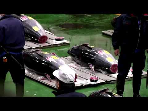 東京の新春マグロ競りでマグロ価格急落 (Tuna prices dive at Tokyo's new year tuna auction)