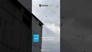 Download lagu Suara Panggil B-Plus dari BAN Duniawalet, siap sedot burung anakan. mp3 Download lagu Suara Panggil B-Plus dari BAN Duniawalet, siap sedot burung anakan. mp3