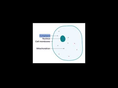 Keystage 3 Science Biology, Cells topic lesson 2 Basic Cells