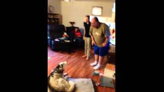 [問卦] 第一智障的狗是吉娃娃，那二三是誰