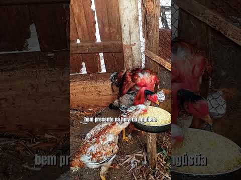 Criatorio ig tio San Pindoretama Ceará Baia do polaco gigante