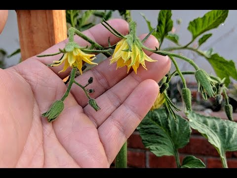 download lagu mp3 mp4 Cherry Tomato Plant Flowers, download lagu Cherry Tomato Plant Flowers gratis, unduh video klip Cherry Tomato Plant Flowers
