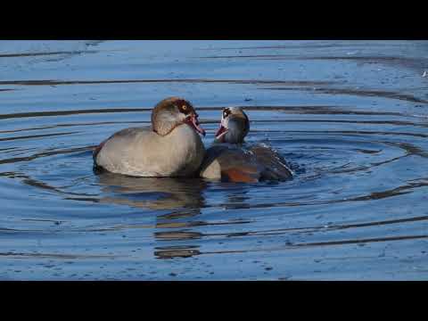 Egyptian Geese mating
