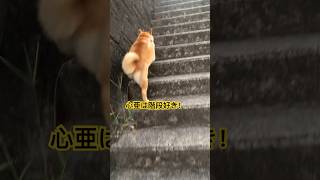 #柴犬 #柴犬のいる暮らし #shibainu #doglife #癒し #犬との暮らし #dog #cutedog #愛犬